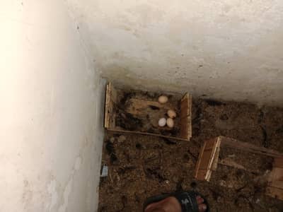 desi eggs