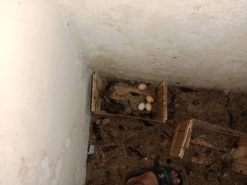 desi eggs 0