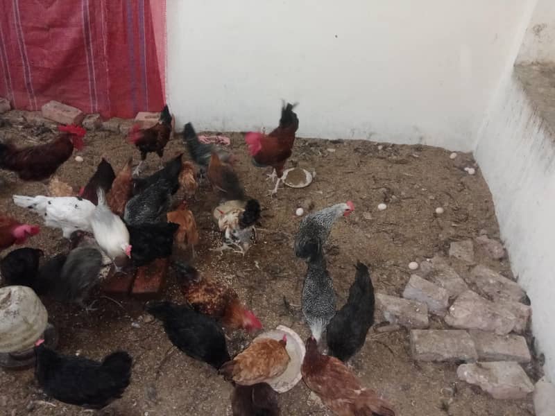 desi eggs 3