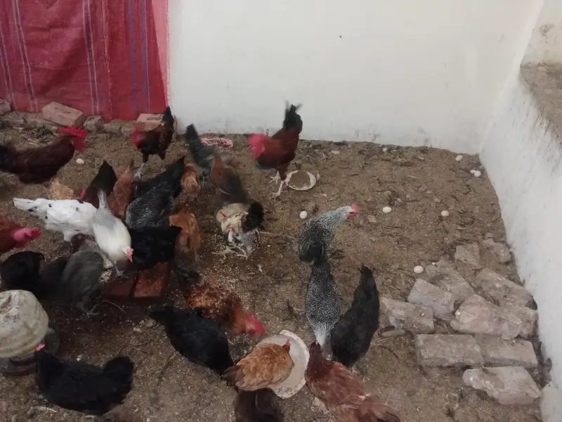 desi eggs — photo 4