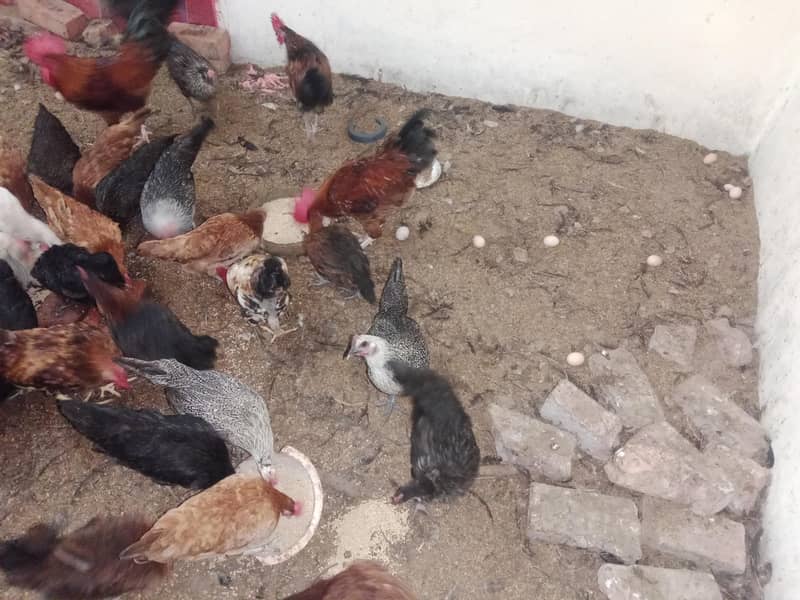 desi eggs 4