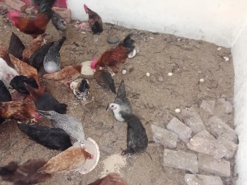 desi eggs — photo 5