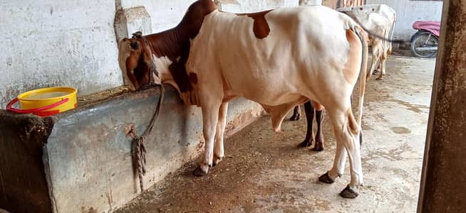 Beautiful 2-Tooth Male Calf (Sahiwal Cross) – Weight 4.5 Mann