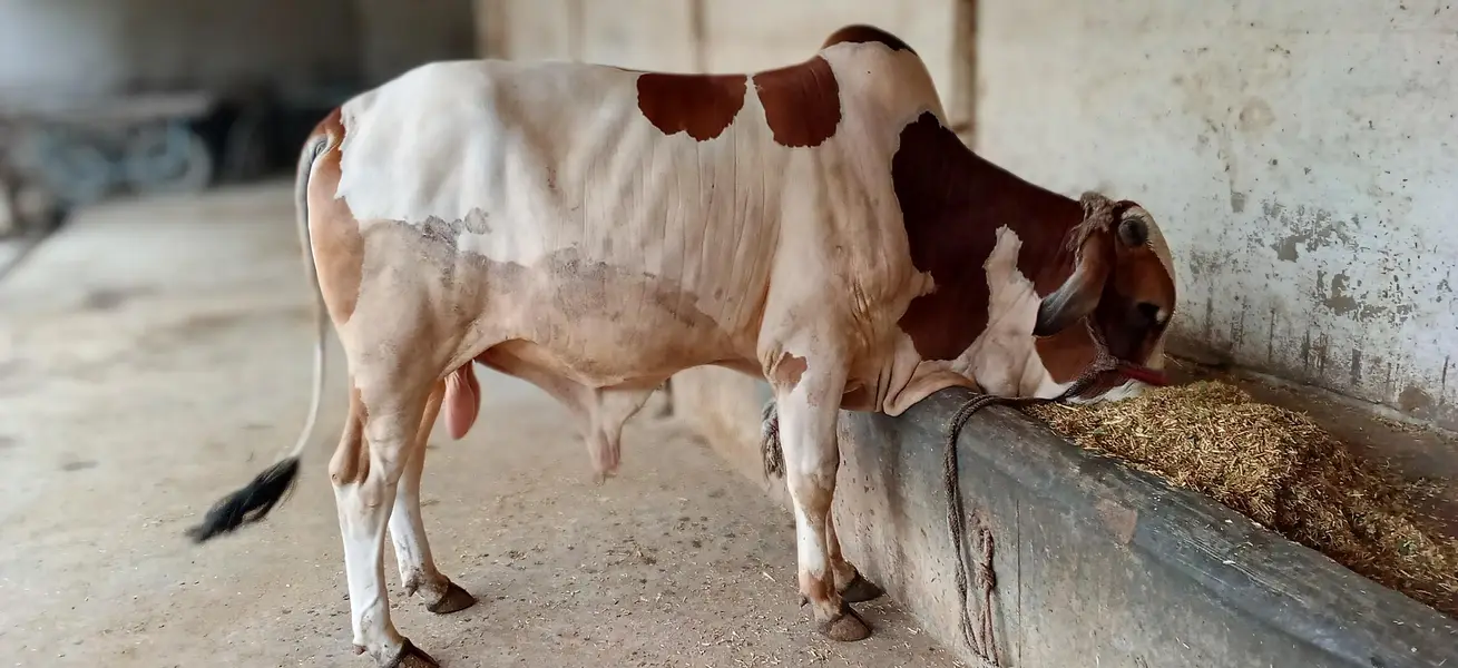 Beautiful 2-Tooth Male Calf (Sahiwal Cross) — photo 2