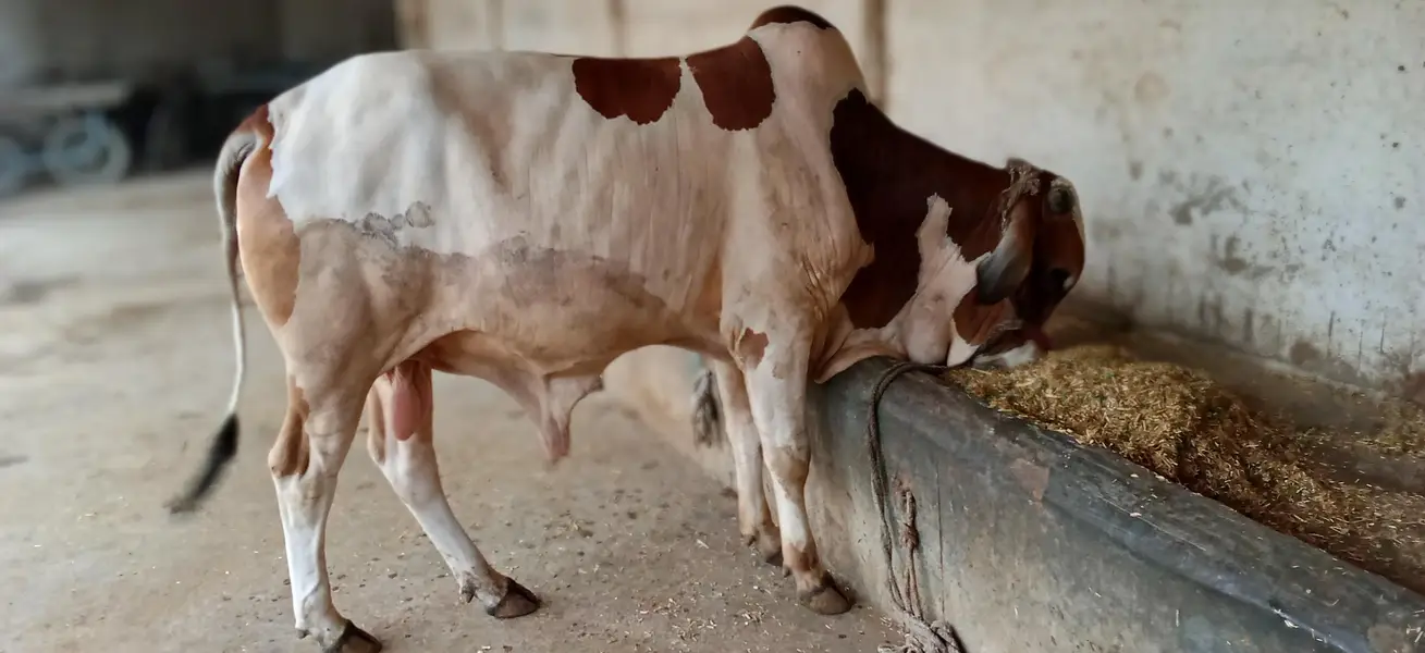 Beautiful 2-Tooth Male Calf (Sahiwal Cross) — photo 3