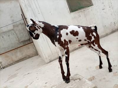 BAKRA MALE ANDU GOOD QUALITY.