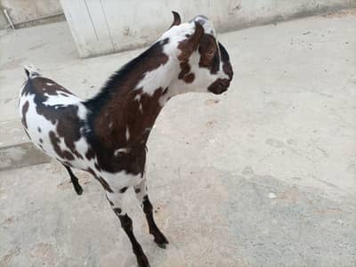 BAKRA MALE ANDU / BREADER GOOD QUALITY.