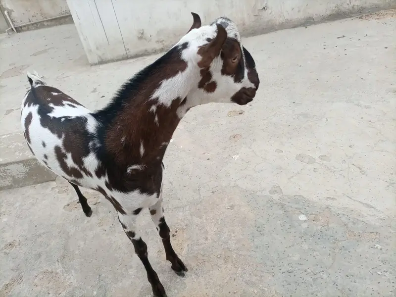 BAKRA MALE ANDU GOOD QUALITY. — photo 3