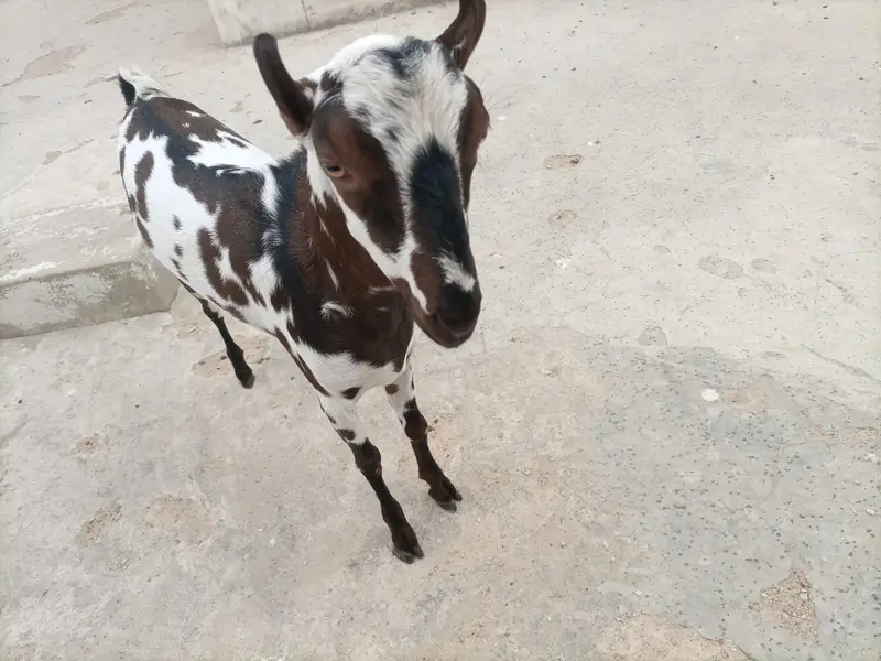 BAKRA MALE ANDU GOOD QUALITY. — photo 4
