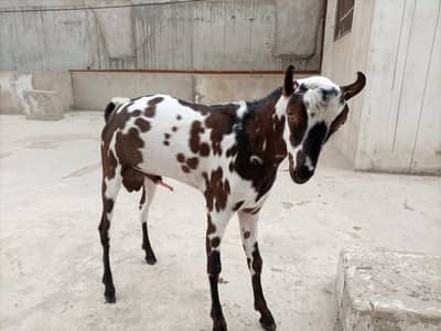 BAKRA MALE ANDU GOOD QUALITY.