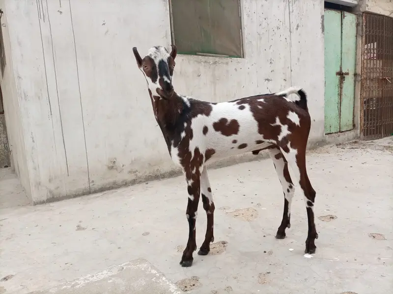 BAKRA MALE ANDU GOOD QUALITY. — photo 6