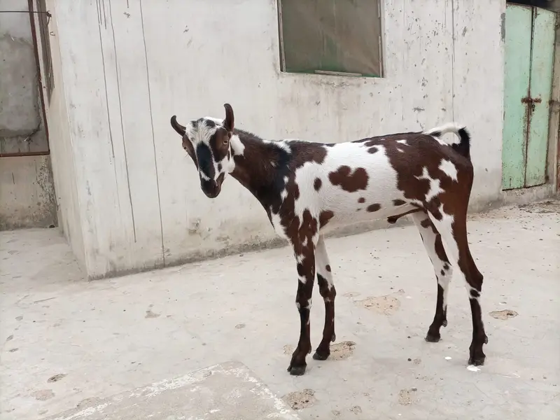 BAKRA MALE ANDU GOOD QUALITY. — photo 7