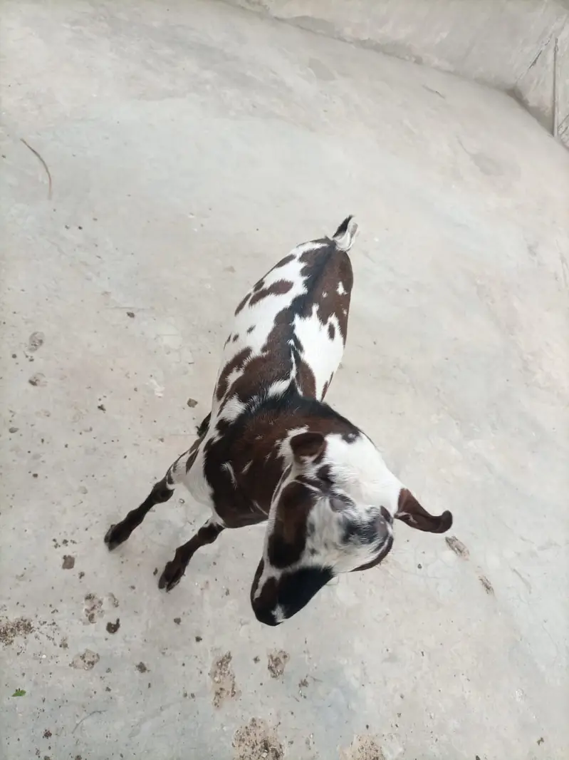 BAKRA MALE ANDU GOOD QUALITY. — photo 8