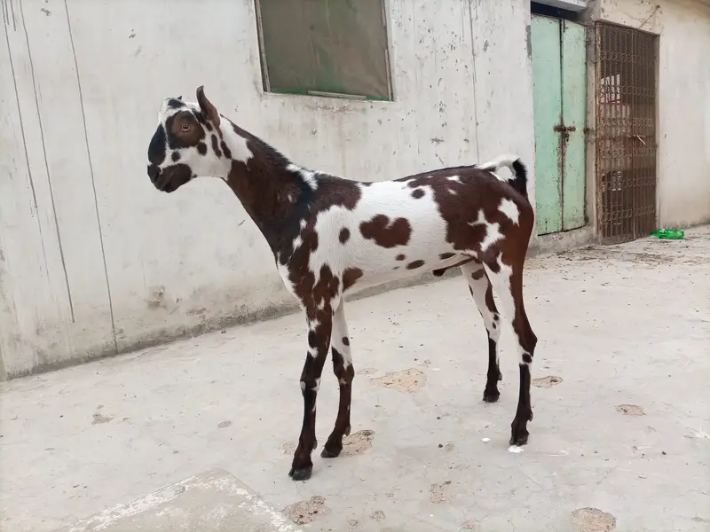 BAKRA MALE ANDU GOOD QUALITY. — photo 9