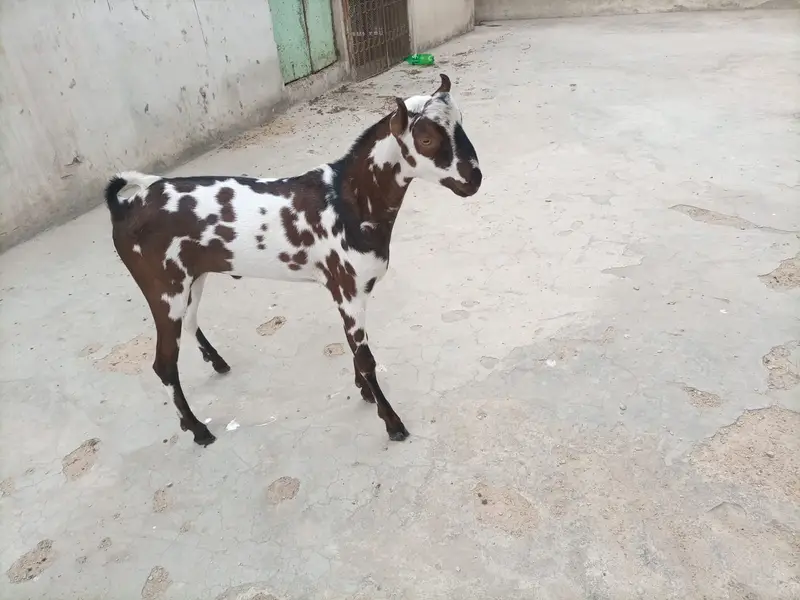 BAKRA MALE ANDU GOOD QUALITY. — photo 10