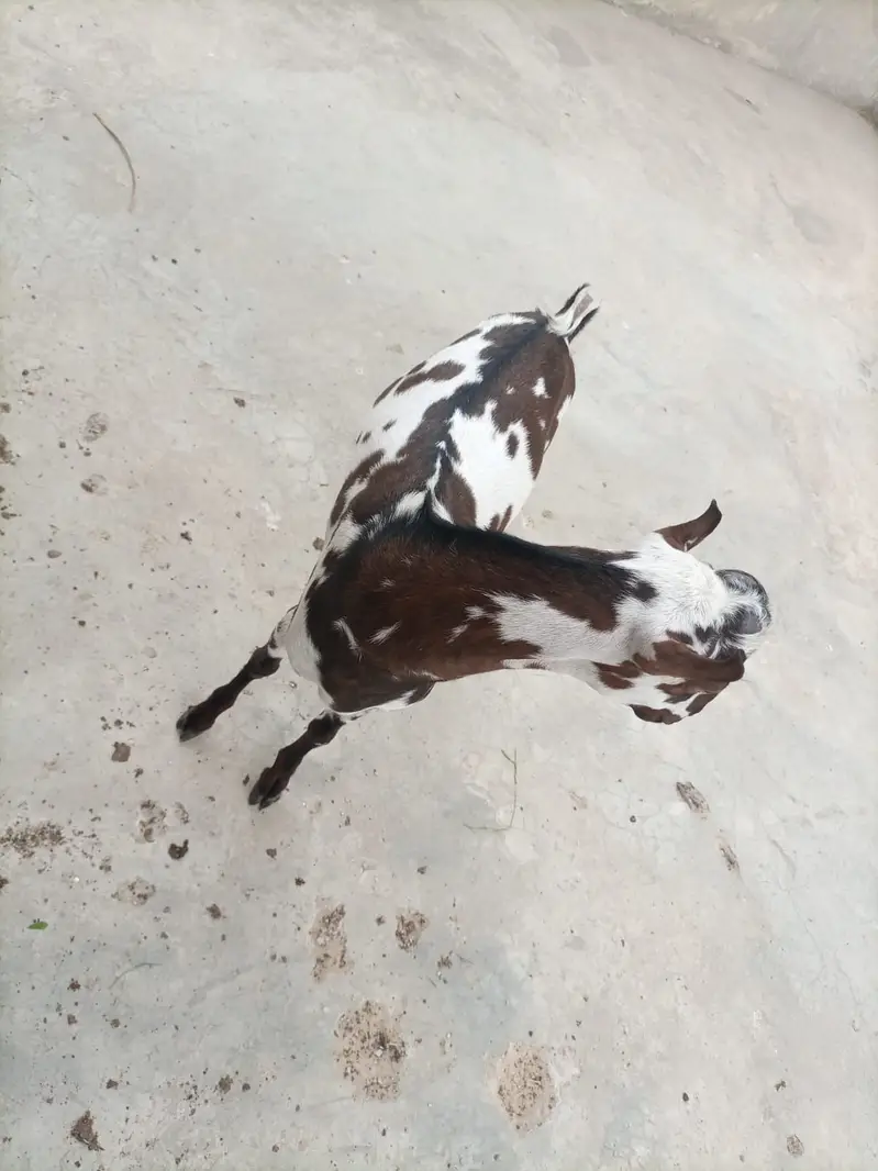 BAKRA MALE ANDU GOOD QUALITY. — photo 12