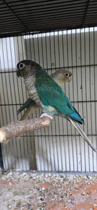 4 Breeder Pair's