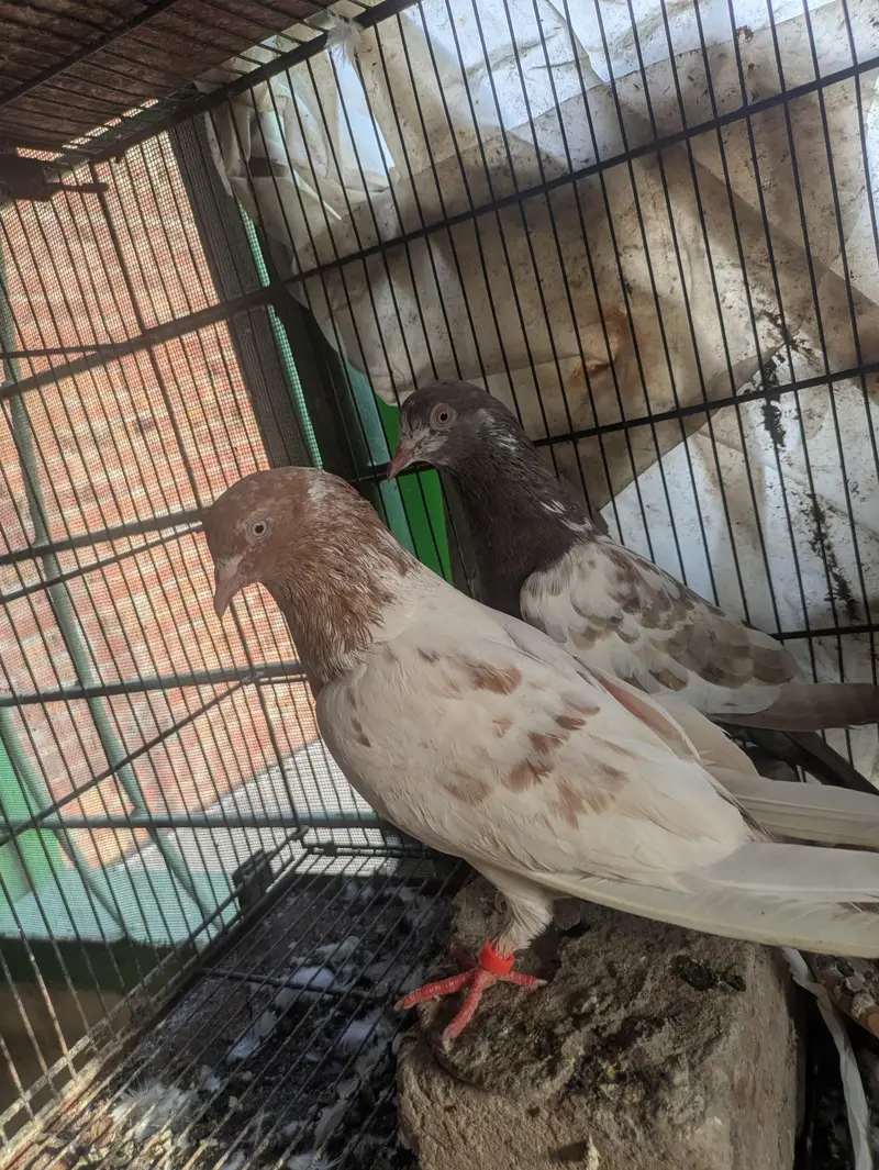 teddy indian — photo 4