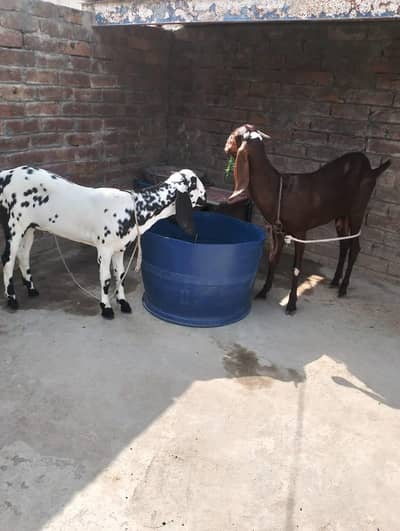 Pure Desi Bakri with kid 03214178601