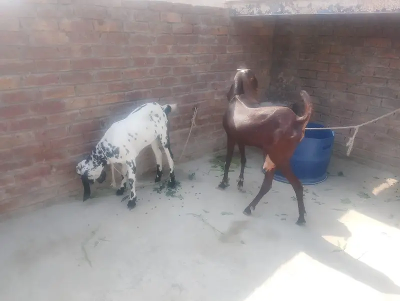 Pure Desi Bakri with kid 03214178601 — photo 2
