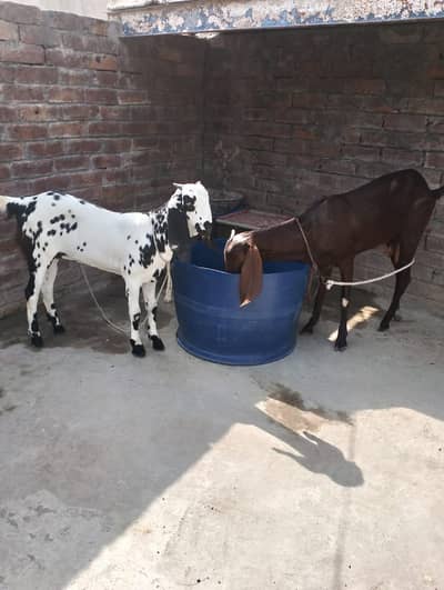 Pure Desi Bakri with female  kid 03214178601