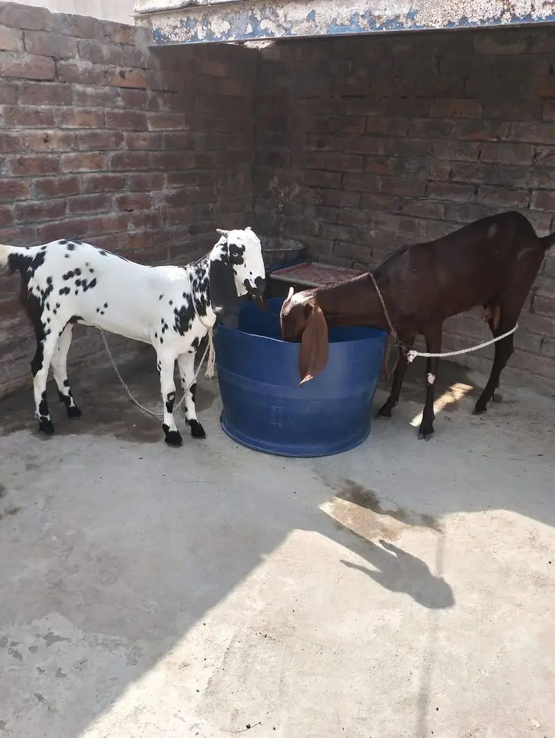 Pure Desi Bakri with kid 03214178601 — photo 3
