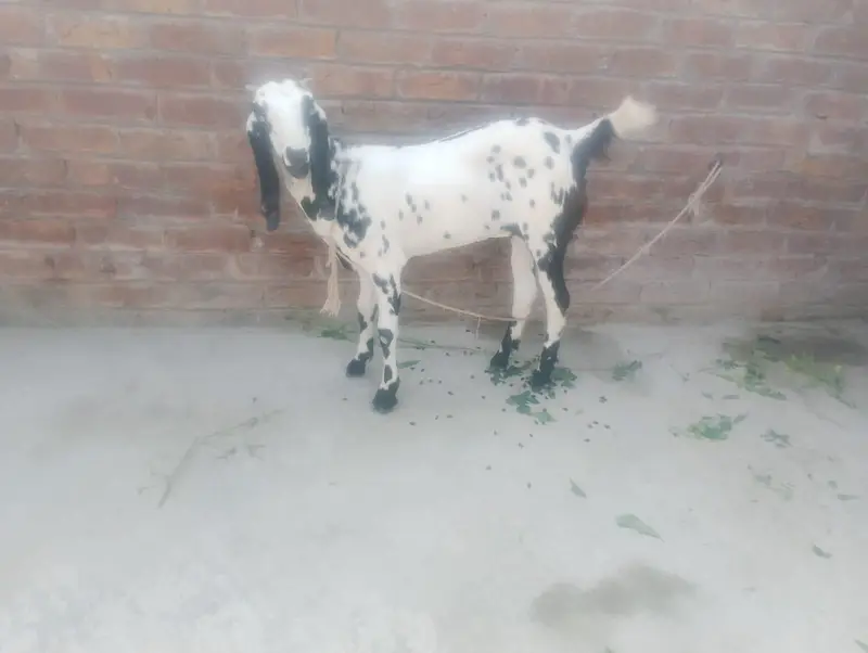 Pure Desi Bakri with kid 03214178601 — photo 4