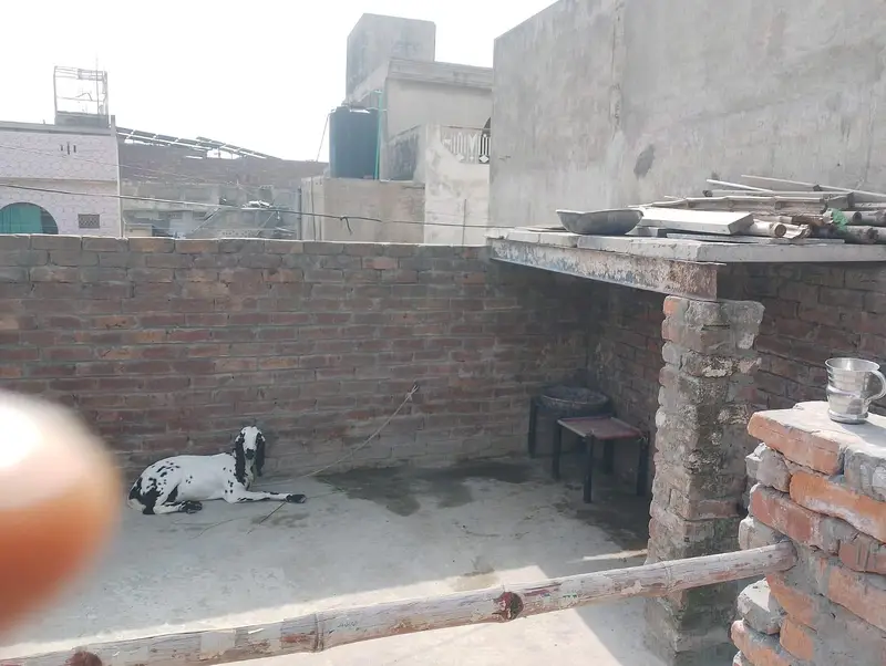 Pure Desi Bakri with kid 03214178601 — photo 5