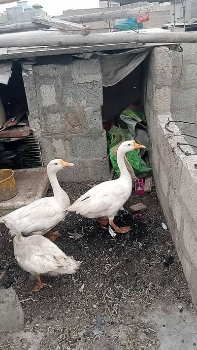 Longneck duck 