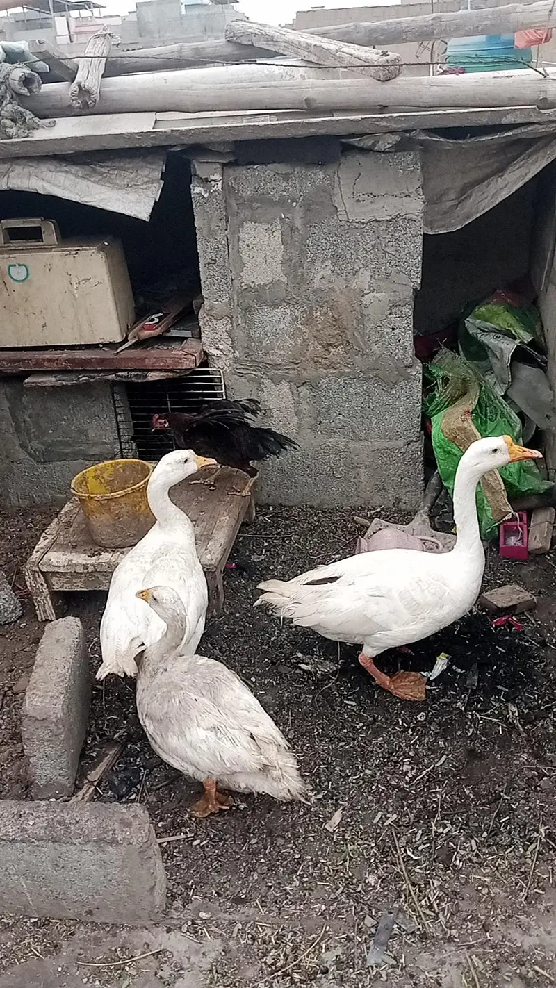 Longneck duck  — photo 2