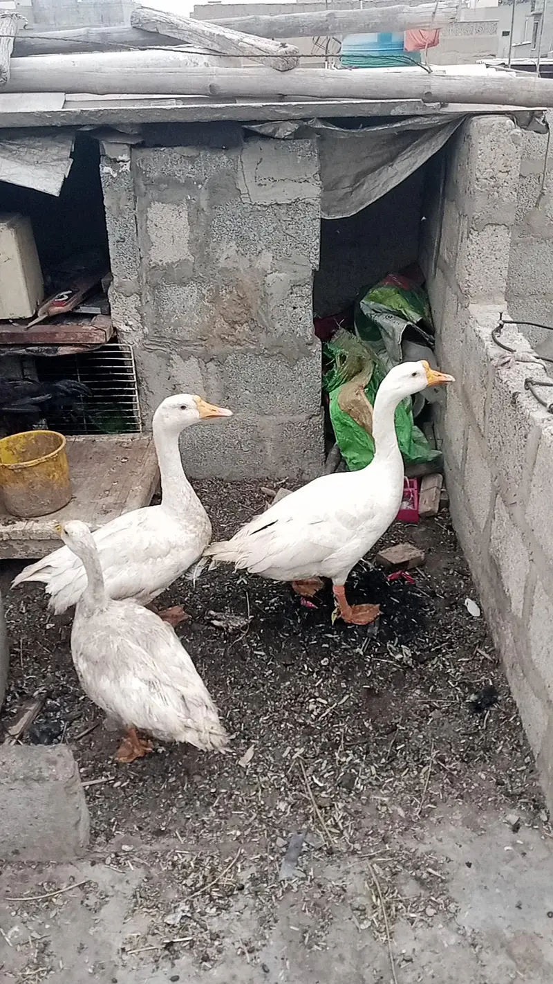 Longneck duck  — photo 3