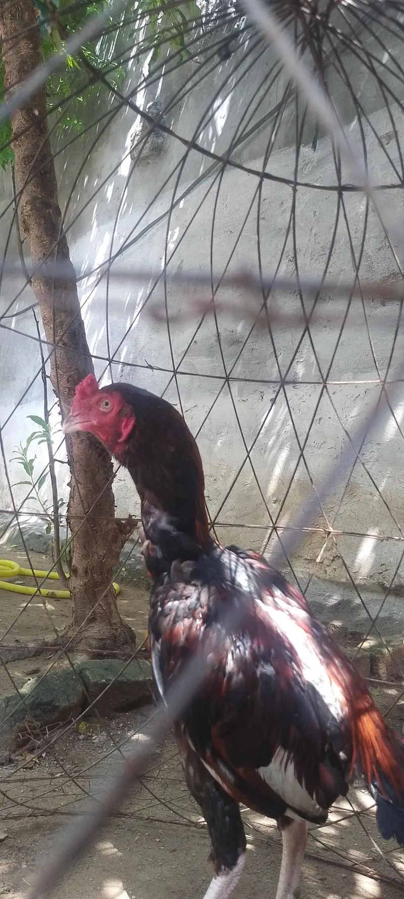 aseel Sindhi — photo 3