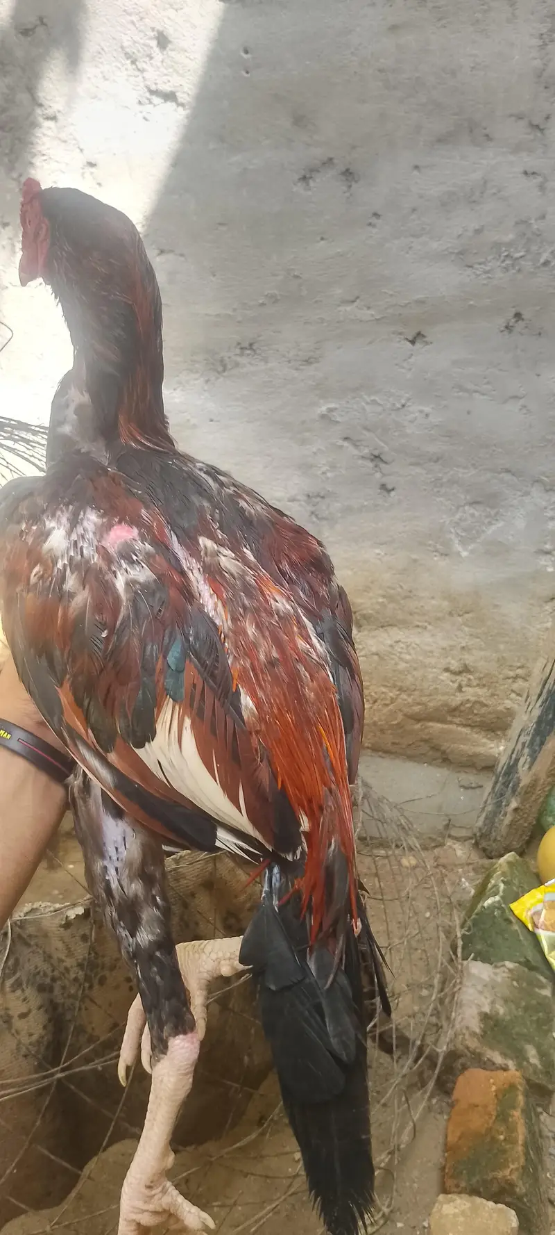 aseel Sindhi — photo 5