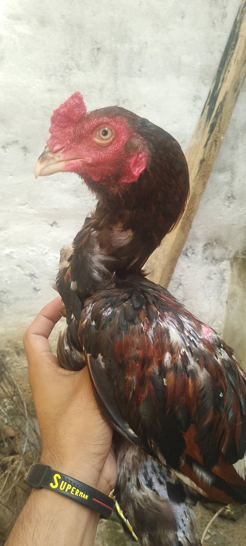 aseel Sindhi 5