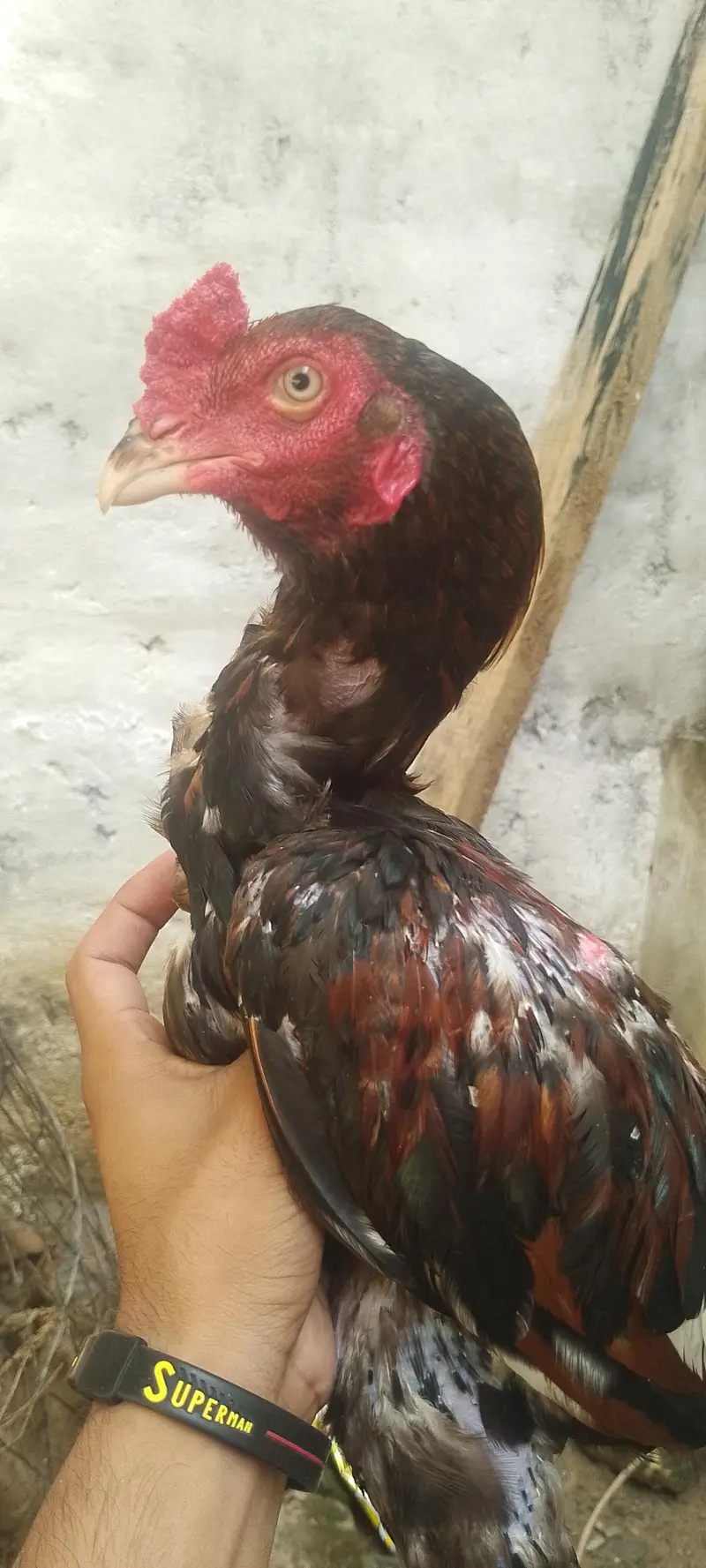 aseel Sindhi — photo 6