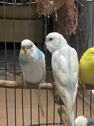 Yellow Lutino / White Albino for sale