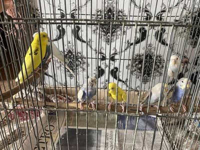 Australian Parrot/ Budgies breeder pairs