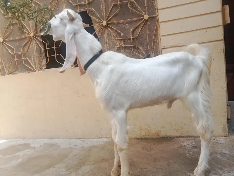 Gulabi Bakra aur teddy pair — photo 2