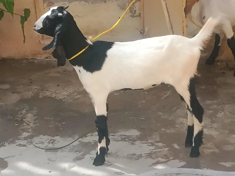 Gulabi Bakra aur teddy pair — photo 4