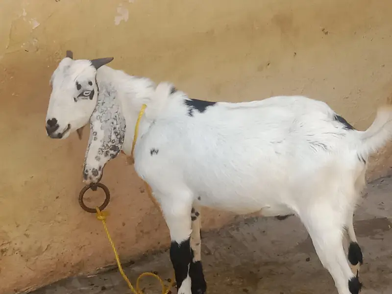 Gulabi Bakra aur teddy pair — photo 5