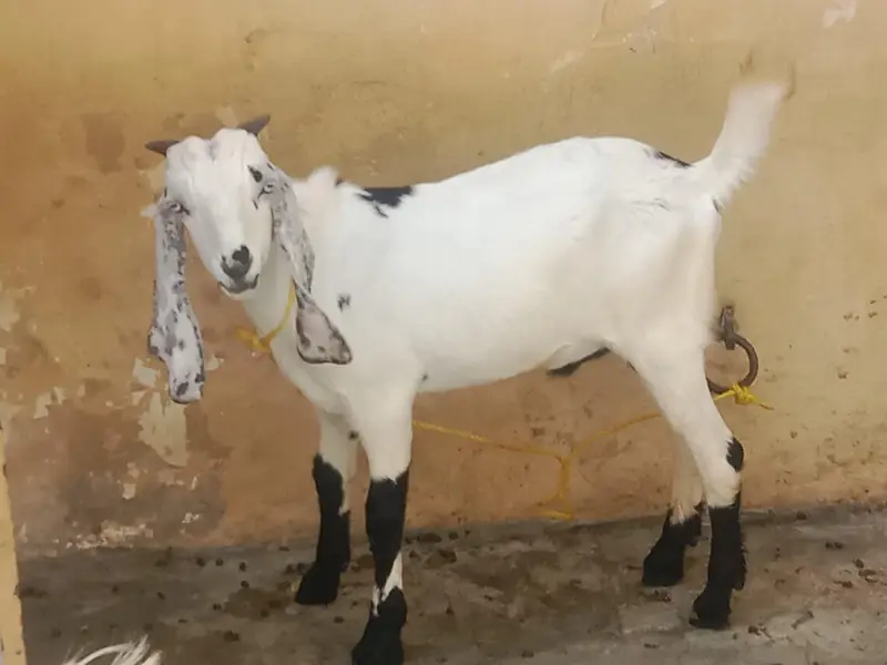 Gulabi Bakra aur teddy pair — photo 6