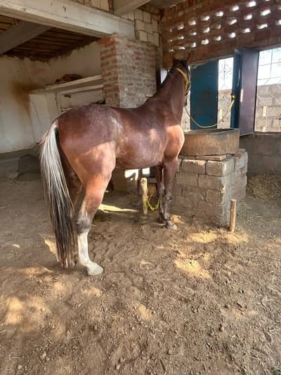 Horse for sale