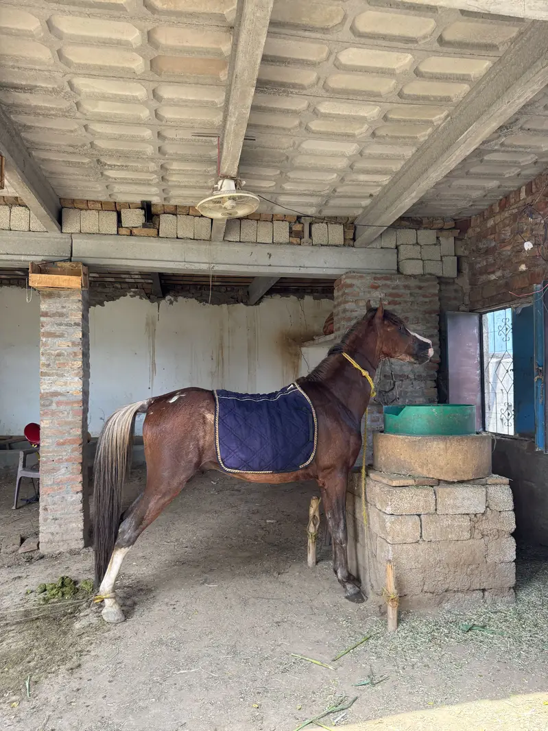Horse for sale — photo 4