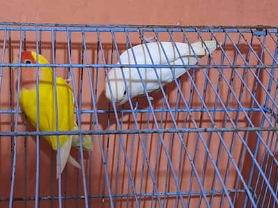 Love bird pair