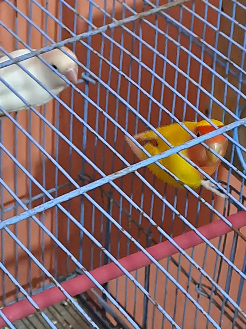 Love bird pair — photo 2