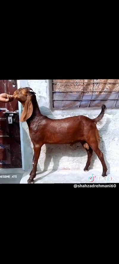 nagra Bakra bread or qurbani Kay Leye achi cheez hy