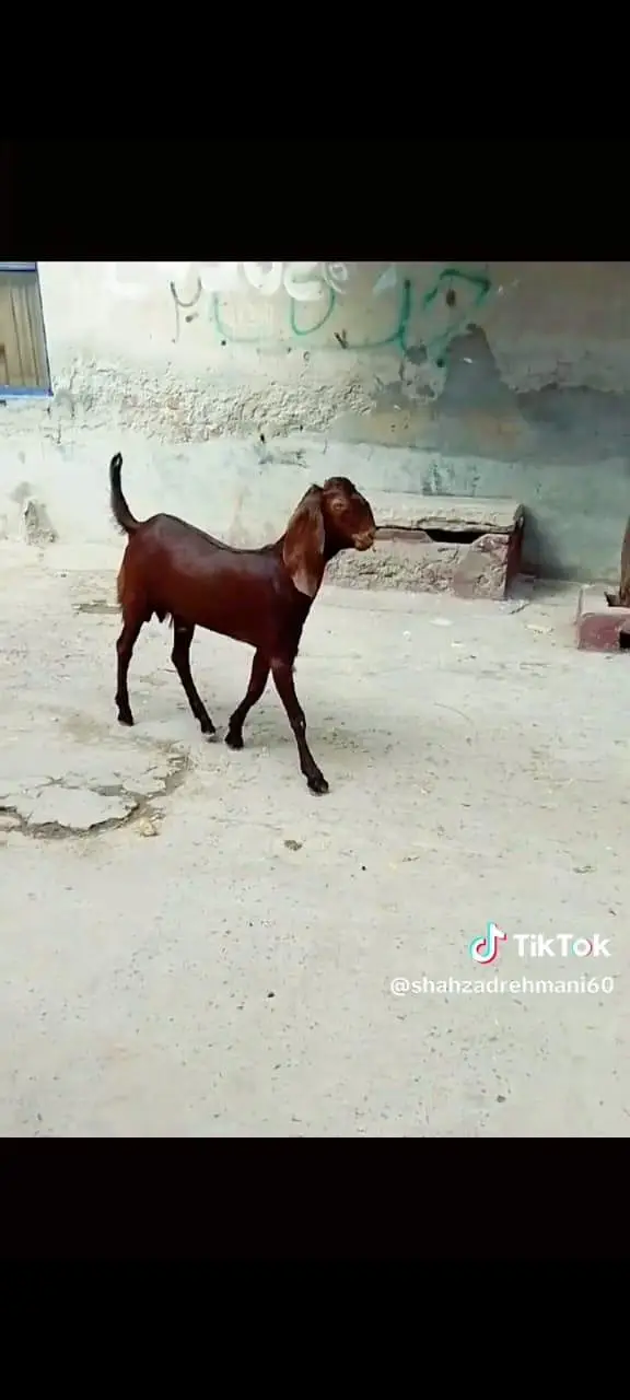 nagra Bakra bread or qurbani Kay Leye achi cheez hy — photo 2