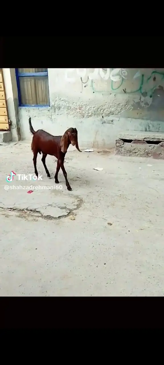 nagra Bakra bread or qurbani Kay Leye achi cheez hy — photo 3