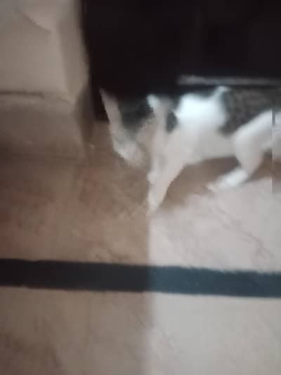 4 little piece