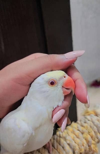 Creamino Ringneck Parrot